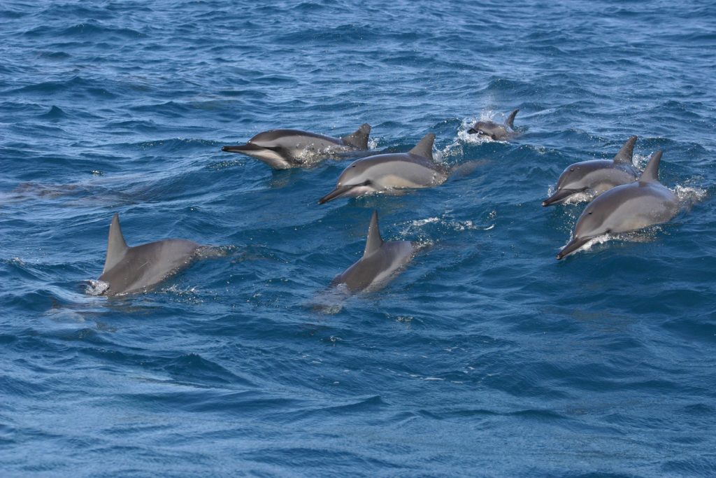 Dauphins ile maurice